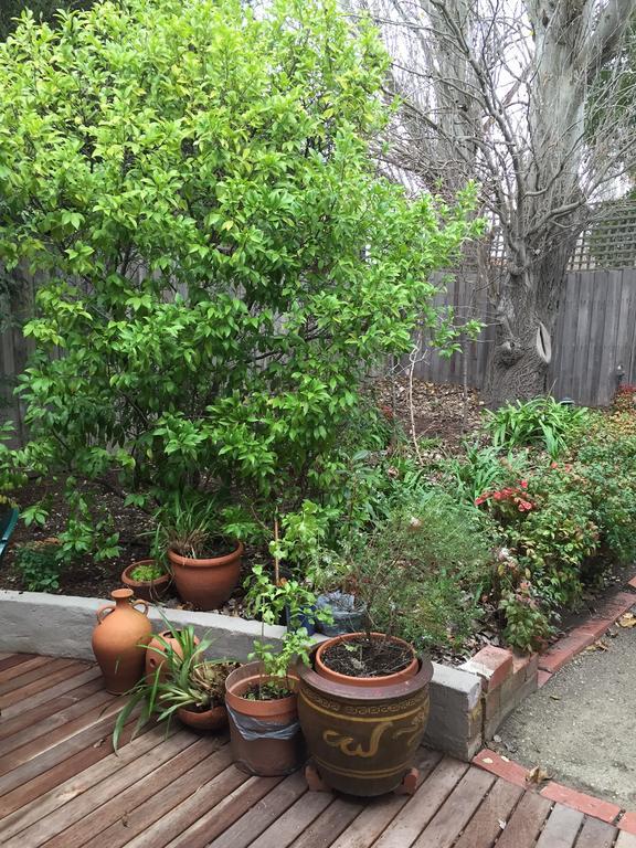 Garden Cottage St Kilda Melbourne Eksteriør billede